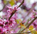 Cercis siliquastrum